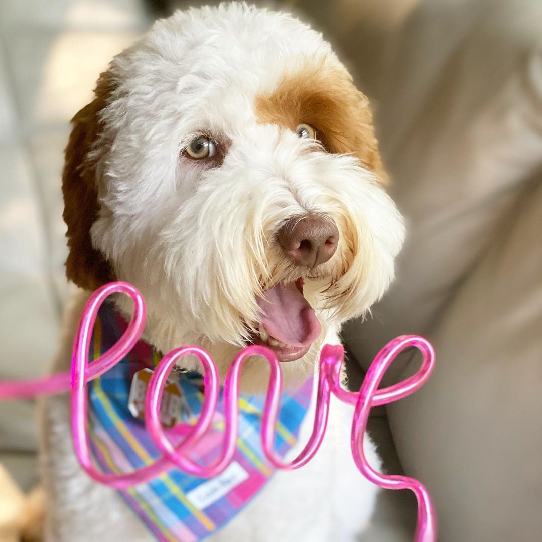 Fun & Basic Dog Accessories...On Sale!
