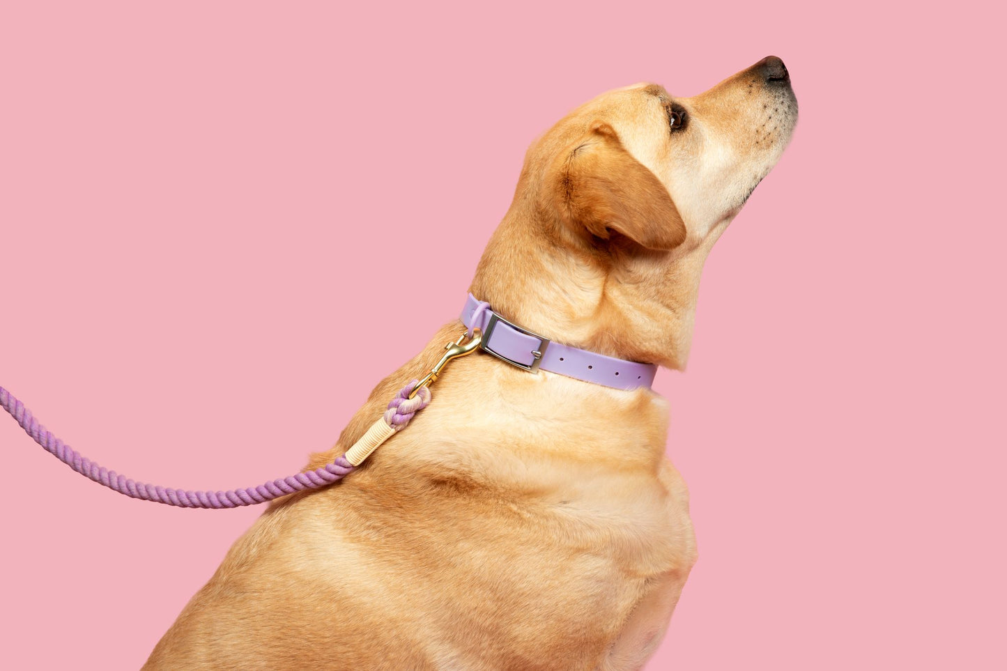 “Let’s Go Anywhere” PVC Dog Collar - Lilac