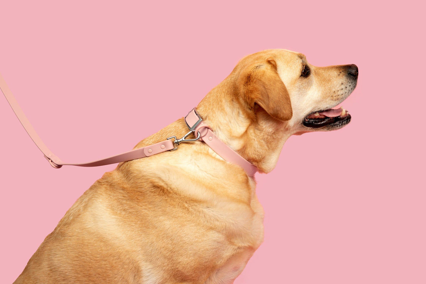 “Let’s Go Anywhere” PVC Dog Leash - Blush