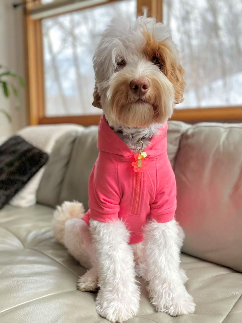 Buy Designer Dog Clothes