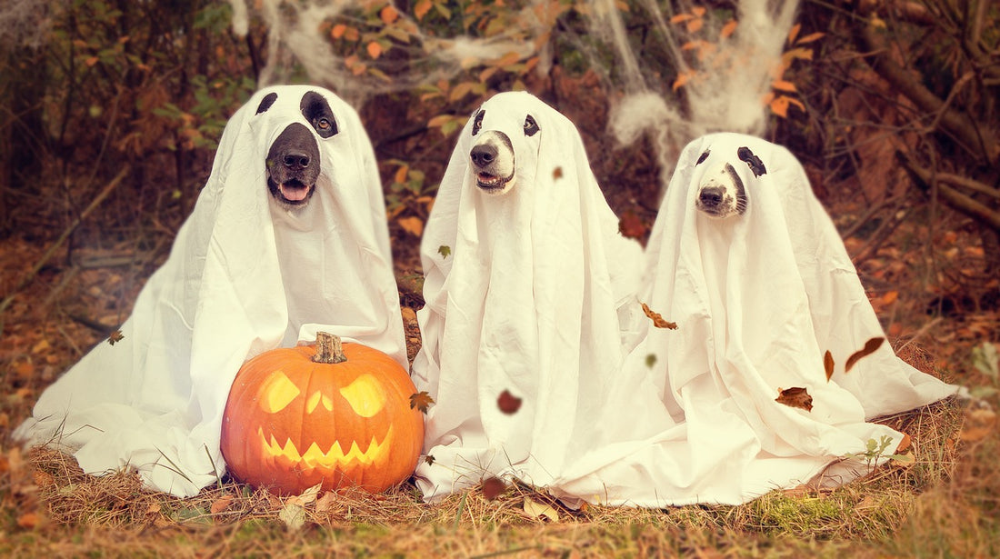 Celebrate Halloween with Your Dog