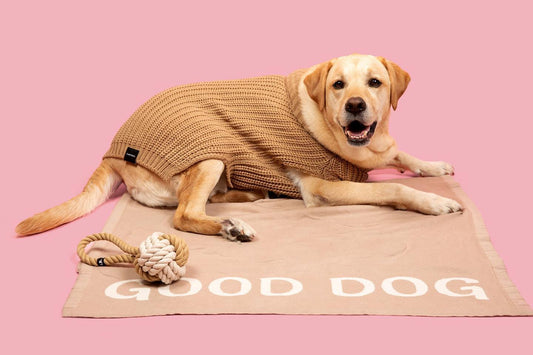 Dog Blankets for Couch