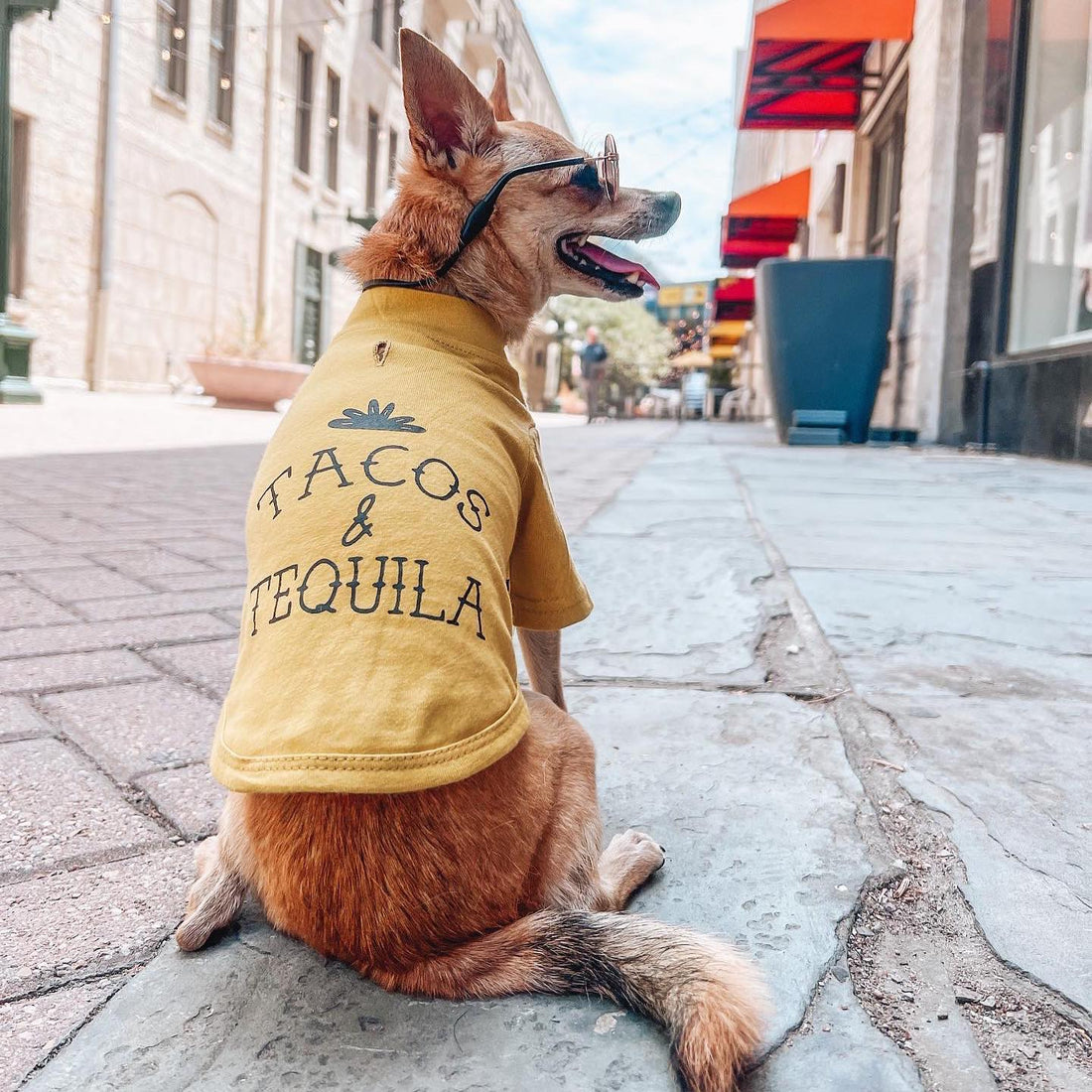 Shopping for designer dog clothes