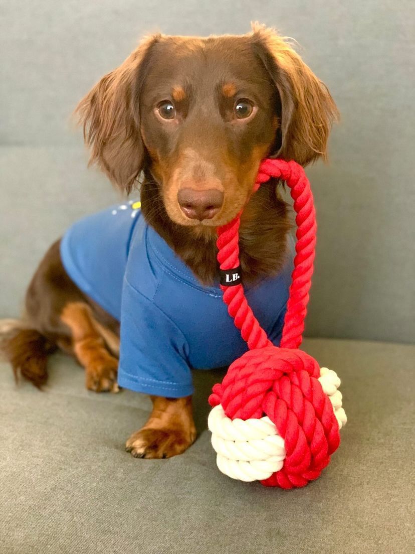 Pet Goods Manufacturing Louisville Cardinals Double Ball with Dog Toy Rope