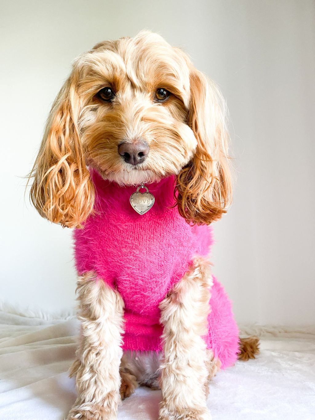 Louis Pup Pink Sweater