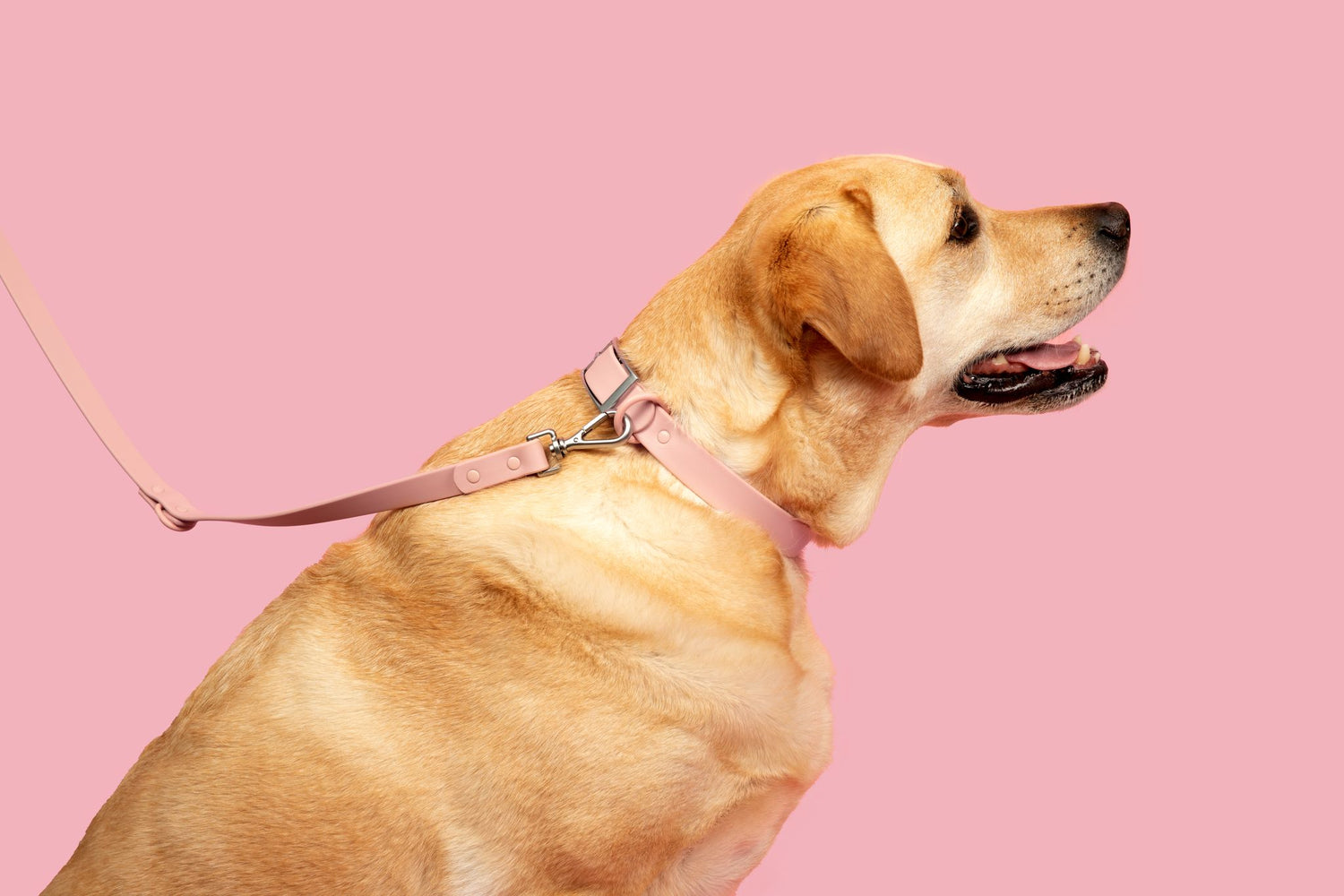 “Let’s Go Anywhere” PVC Dog Collar & Collar Set - Blush